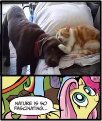 Size: 397x473 | Tagged: cat, derpibooru import, dog, exploitable meme, fluttershy, licking, meme, nature is so fascinating, obligatory pony, safe