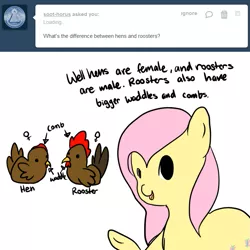 Size: 699x700 | Tagged: animal, artist:milkwolf, ask, ask-friendlyshy, chicken, cute, derpibooru import, fluttershy, fun facts, safe, solo, the more you know, tumblr, typo of unintentional hilarity