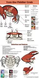 Size: 1000x2000 | Tagged: artist:labba94, barely pony related, crab, derpibooru import, giant crab, lawyer, oc, oc:midnight eclipse, oc:tom the crab, pinkie pie, rarity, rarity fighting a giant crab, reference sheet, safe, slug, sweetie belle