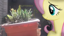 Size: 3968x2232 | Tagged: safe, artist:ahmedooy, artist:redpandapony, derpibooru import, fluttershy, flower, irl, photo, ponies in real life, pot, solo, vector