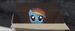 Size: 1597x673 | Tagged: safe, derpibooru import, rainbow dash, fanfic:my little dashie, cute, dashabetes, filly, filly rainbow dash, irl, photo, ponies in real life, solo