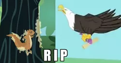 Size: 1070x558 | Tagged: animal, bald eagle, bird, eagle, fish, image macro, imminent death, pinkie apple pie, rest in peace, safe, squirrel, stuck, sugar pine, that friggen eagle, tree sap