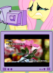 Size: 564x770 | Tagged: safe, derpibooru import, fluttershy, aigoron, candililla, crying, exploitable meme, flower, fluttercry, meme, obligatory pony, super sentai, tv meme