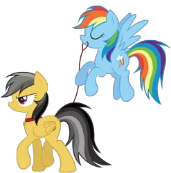Size: 5972x6045 | Tagged: safe, artist:zoevulpez, derpibooru import, daring do, rainbow dash, pegasus, pony, absurd resolution, annoyed, backwards cutie mark, collar, daringdash, eyes closed, female, flying, leash, lesbian, mare, missing accessory, mouth hold, nudity, pet play, pet tag, shipping, simple background, transparent background