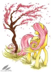 Size: 700x950 | Tagged: artist:fallenzephyr, cherry blossoms, derpibooru import, flower, fluttershy, safe, solo, traditional art, tree