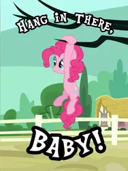 Size: 4320x5760 | Tagged: safe, artist:cheezedoodle96, derpibooru import, pinkie pie, pony, absurd resolution, hang in there, hanging, image macro, motivational poster, solo, tree, vector