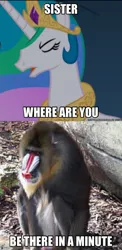 Size: 1494x3050 | Tagged: baboon, derpibooru import, mandrill, meme, monkey, princess baboona, princess celestia, random, safe