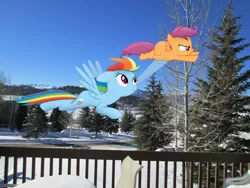 Size: 4608x3456 | Tagged: artist:martinnus1, artist:missbeigepony, derpibooru import, flying, helping, irl, photo, ponies in real life, porch, rainbow dash, safe, scootaloo, snow, street, tree, vector