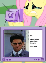 Size: 563x771 | Tagged: derpibooru import, egon spengler, exploitable meme, fluttercry, fluttershy, ghostbusters, harold ramis, meme, obituary, obligatory pony, rest in peace, safe, tv meme