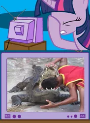 Size: 563x771 | Tagged: crocodile, derpibooru import, exploitable meme, human, irl, irl human, meme, natural selection, obligatory pony, photo, safe, tv meme