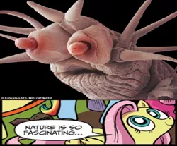 Size: 636x526 | Tagged: derpibooru import, exploitable meme, eyeboobs, fluttershy, idw, meme, nature is so fascinating, nightmare fuel, not salmon, obligatory pony, pompeii worm, safe, some deep sea creature, wat