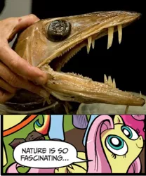 Size: 392x472 | Tagged: safe, derpibooru import, idw, fluttershy, fish, pegasus, pony, alepisaurus ferox, dead, exploitable meme, female, lancetfish, mare, meme, nature is so fascinating, obligatory pony