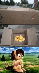 Size: 500x936 | Tagged: attack on titan, dashie meme, derpibooru import, eating, exploitable meme, meme, ponified, potato, safe, sasha braus