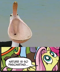 Size: 392x472 | Tagged: derpibooru import, exploitable meme, fluttershy, idw, meme, nature is so fascinating, obligatory pony, pelican, safe, toilet, wat