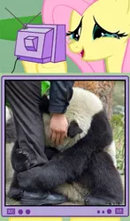 Size: 437x743 | Tagged: crying, derpibooru import, earthquake, exploitable meme, fluttershy, meme, obligatory pony, panda, safe, tv meme