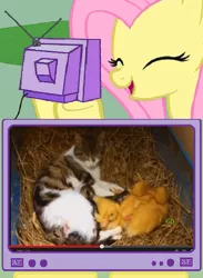 Size: 563x771 | Tagged: breastfeeding, cat, cute, derpibooru import, duckling, exploitable meme, fluttershy, hnnng, kitten, meme, nonsexual nursing, nursing, obligatory pony, safe, suckling, tv meme, youtube link