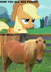 Size: 548x776 | Tagged: safe, derpibooru import, screencap, applejack, earth pony, horse, pony, female, irl, irl horse, mare, photo, raised eyebrow, real pony, reality check, smiling