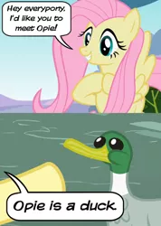 Size: 400x561 | Tagged: safe, derpibooru import, edit, edited screencap, editor:cheezedoodle96, screencap, fluttershy, duck, mallard, pony, caption, comic, female, grin, male, mare, meta, op, pointing, pun, reaction image, screencap comic, smiling, text, visual pun, wordplay