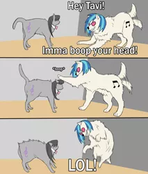 Size: 700x820 | Tagged: angry, annoyed, artist:megarexetera, boop, caption, cat, catified, cute, derpibooru import, dog, dogified, floppy ears, grin, lol, meme, octavia is not amused, octavia melody, ponified animal photo, safe, smiling, species swap, tail wag, tavibetes, unamused, vinylbetes, vinyl scratch