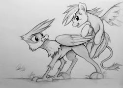 Size: 1023x731 | Tagged: safe, artist:pajaga, derpibooru import, gilda, rainbow dash, gryphon, monochrome, traditional art