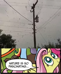 Size: 392x472 | Tagged: brazil, derpibooru import, exploitable meme, fluttershy, idw, meme, nature is so fascinating, obligatory pony, rain, safe, spider, spider thread