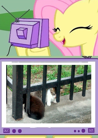 Size: 335x472 | Tagged: cat, derpibooru import, exploitable meme, fluttershy, kitten, meme, obligatory pony, photo, safe, tv meme