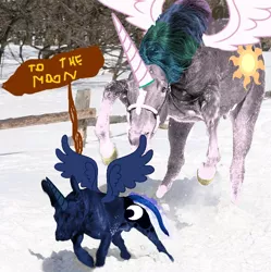Size: 584x586 | Tagged: artifact, derpibooru import, dog, fence, hoers, irl, irl dog, irl horse, princess celestia, princess luna, safe, sign, snow, spread wings, to the moon, tree, wat