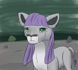 Size: 2200x2000 | Tagged: artist:kopaleo, big cat, crying, female, frown, lion, lioness, lionified, looking at you, maud pie, sad, safe, solo, species swap