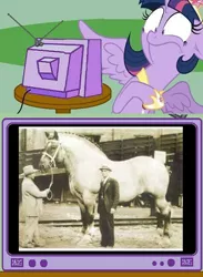 Size: 584x800 | Tagged: safe, derpibooru import, twilight sparkle, twilight sparkle (alicorn), alicorn, horse, pony, exploitable meme, female, irl horse, mare, meme, obligatory pony, toulouse-lautrec, tv meme