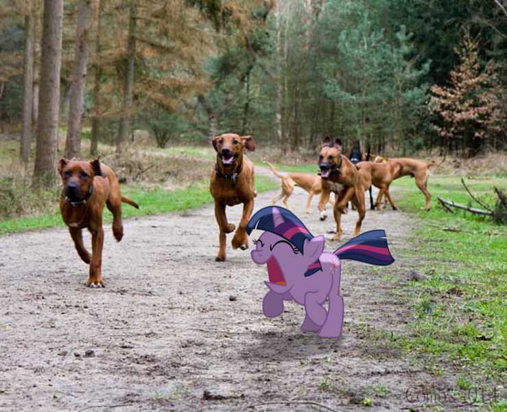 Size: 885x719 | Tagged: safe, artist:digitalpheonix, artist:krazy3, derpibooru import, twilight sparkle, dog, pony, unicorn, animal, charge, female, filly, filly twilight sparkle, irl, path, photo, ponies in real life, rhodesian ridgeback, solo, unicorn twilight, vector, younger