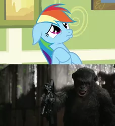 Size: 640x703 | Tagged: ape, assault rifle, bonobo, chimpanzee, crossover, derpibooru import, evil grin, gun, koba, m4a1, meme, planet of the apes, pouting, rainbow dash, rifle, safe, trijicon acog, weapon