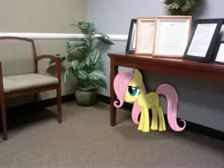 Size: 2592x1944 | Tagged: artist:hawk9mm, artist:tokkazutara1164, chair, cute, degree, derpibooru import, filly, fluttershy, irl, photo, plant, ponies in real life, safe, shadow, shyabetes, solo, table, younger