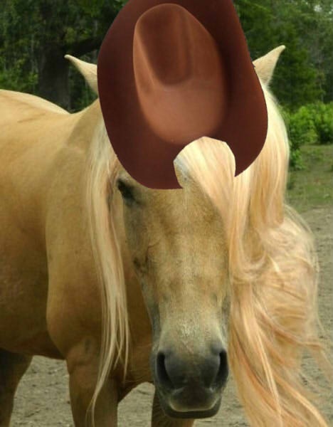 Size: 468x600 | Tagged: applejack, derpibooru import, hat, horse, irl horse, live action applejack, safe