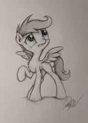 Size: 2364x3291 | Tagged: safe, artist:pajaga, derpibooru import, scootaloo, monochrome, solo, traditional art