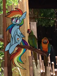 Size: 2448x3264 | Tagged: artist:cinnamonsand, derpibooru import, irl, parrot, photo, ponies in real life, rainbow dash, safe