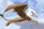 Size: 1280x838 | Tagged: safe, artist:lucky dragoness, derpibooru import, gilda, gryphon, cloud, cloudy, female, image, jpeg, looking at you, lying, mountain, mountain range, on a cloud, sky, solo, spread wings, wings
