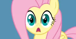 Size: 1016x534 | Tagged: artist:misterdavey, cute, d:, derpibooru import, faic, fluttershy, looking at you, open mouth, reaction image, safe, shyabetes, smile hd, solo, surprised, wide eyes