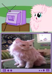 Size: 340x477 | Tagged: cat, derpibooru import, exploitable meme, meme, obligatory pony, oc, oc:fluffle puff, pink, safe, tv meme, unofficial characters only