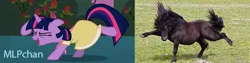 Size: 600x150 | Tagged: artist:sersys, balancing, banner, birthday dress, clothes, comparison, dancing, derpibooru import, do the sparkle, dress, funny, horse, horses doing horse things, irl, irl horse, mlpchan, photo, safe, twilight sparkle