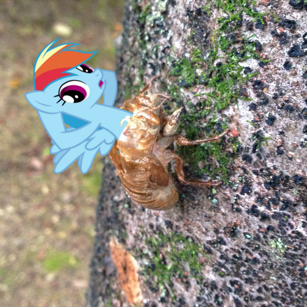 Size: 624x624 | Tagged: cicada, derpibooru import, exoskeleton, irl, metamorphosis, molting, not salmon, photo, ponies in real life, rainbow dash, safe, shedding, wat