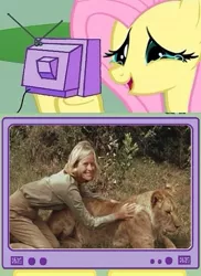 Size: 400x548 | Tagged: safe, derpibooru import, fluttershy, pegasus, pony, born free, crying, elsa, elsa the lioness, exploitable meme, happy fluttercry, joy adamson, lioness, meme, obligatory pony, open mouth, smiling, tears of joy, teary eyes, true story, tv meme, virginia mckenna