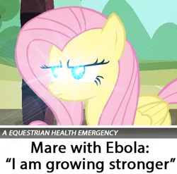 Size: 431x426 | Tagged: safe, derpibooru import, fluttershy, pegasus, pony, /pol/, article, caption, dank memes, ebola, female, glowing eyes, glowing eyes meme, i am growing stronger, image macro, inside joke, lens flare, mare, meme, newspaper, solo, superhero, text