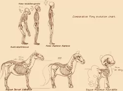 Size: 1621x1200 | Tagged: safe, artist:countcarbon, derpibooru import, horse, human, pony, analysis, anatomy, australopithecus, chart, diagram, evolution, female, horse skeleton, line-up, simple background, skeleton, tan background