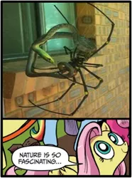 Size: 372x500 | Tagged: australia, derpibooru import, edit, exploitable meme, fluttershy, golden silk orb-weaver, meme, nature is so fascinating, nightmare fuel, obligatory pony, pinkie pie, rainbow dash, semi-grimdark, snake, spider, spider web, this will end in death