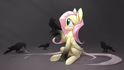 Size: 1920x1080 | Tagged: safe, derpibooru import, part of a set, fluttershy, bird, crow, pegasus, pony, bioshock, bioshock infinite, crossover, cute, eye contact, female, glowing eyes, gradient background, gray background, long tail, looking at each other, mare, murder of crows, raised hoof, simple background, sitting, smiling, underhoof, vigor, wallpaper
