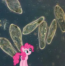 Size: 596x599 | Tagged: derpibooru import, irl, micro, microscopic, microscopic photography, paramecium, photo, pinkie pie, ponies in real life, safe