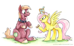 Size: 900x564 | Tagged: safe, artist:spainfischer, derpibooru import, big macintosh, fluttershy, earth pony, pony, begging, big macindog, cute, discorded, dog treat, fluttermac, hypnosis, male, shipping, sitting, stallion, straight, tongue out, traditional art