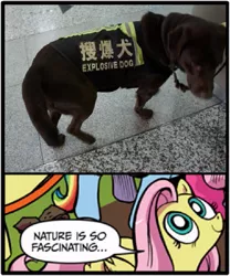 Size: 625x750 | Tagged: bad translation, chinese text, derpibooru import, dog, exploitable meme, fluttershy, meme, nature is so fascinating, obligatory pony, safe