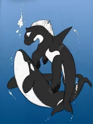 Size: 601x800 | Tagged: safe, artist:anonshi, derpibooru import, oc, oc:orca, unofficial characters only, hybrid, orca, orca pony, original species, pony, whale, animal, artifact, duo, underwater