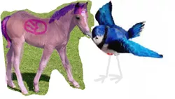 Size: 676x382 | Tagged: 1000 hours in ms paint, alicorn, artist:no0dlegorillaz, bird, blue jay, crossover, derpibooru import, horse, irl, kissing, mordecai, mordetwi, photo, quality, realistic, regular show, safe, simple background, twilight sparkle, twilight sparkle (alicorn), white background